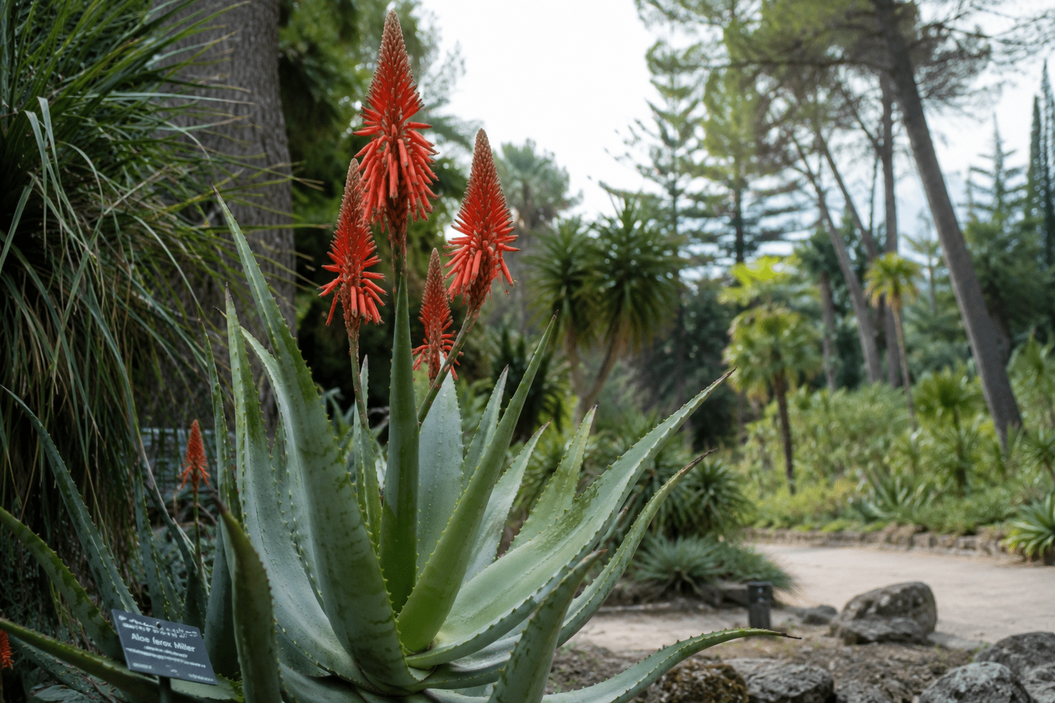Jardin des plantes à Montpellier